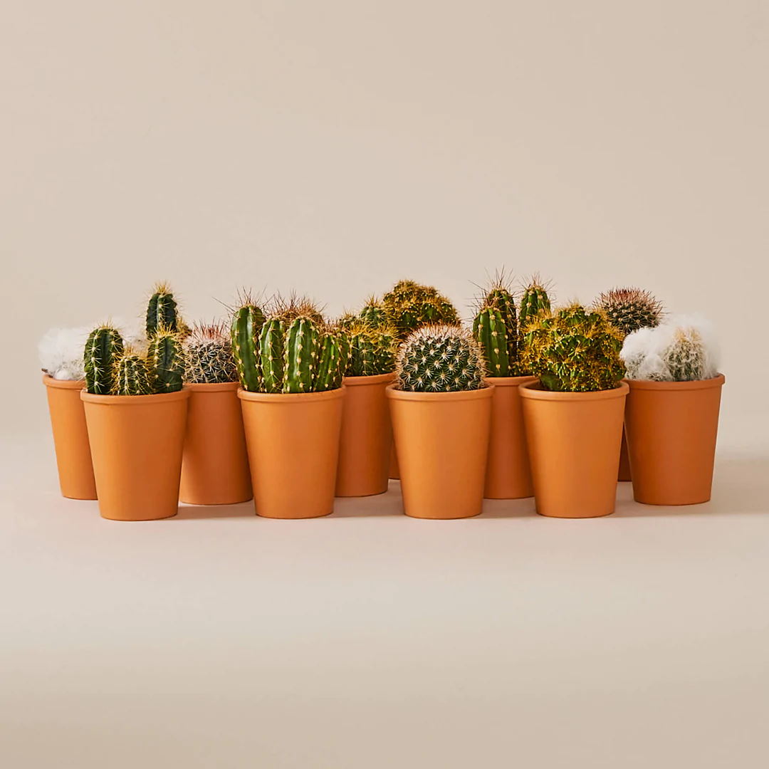 Mini Cactus