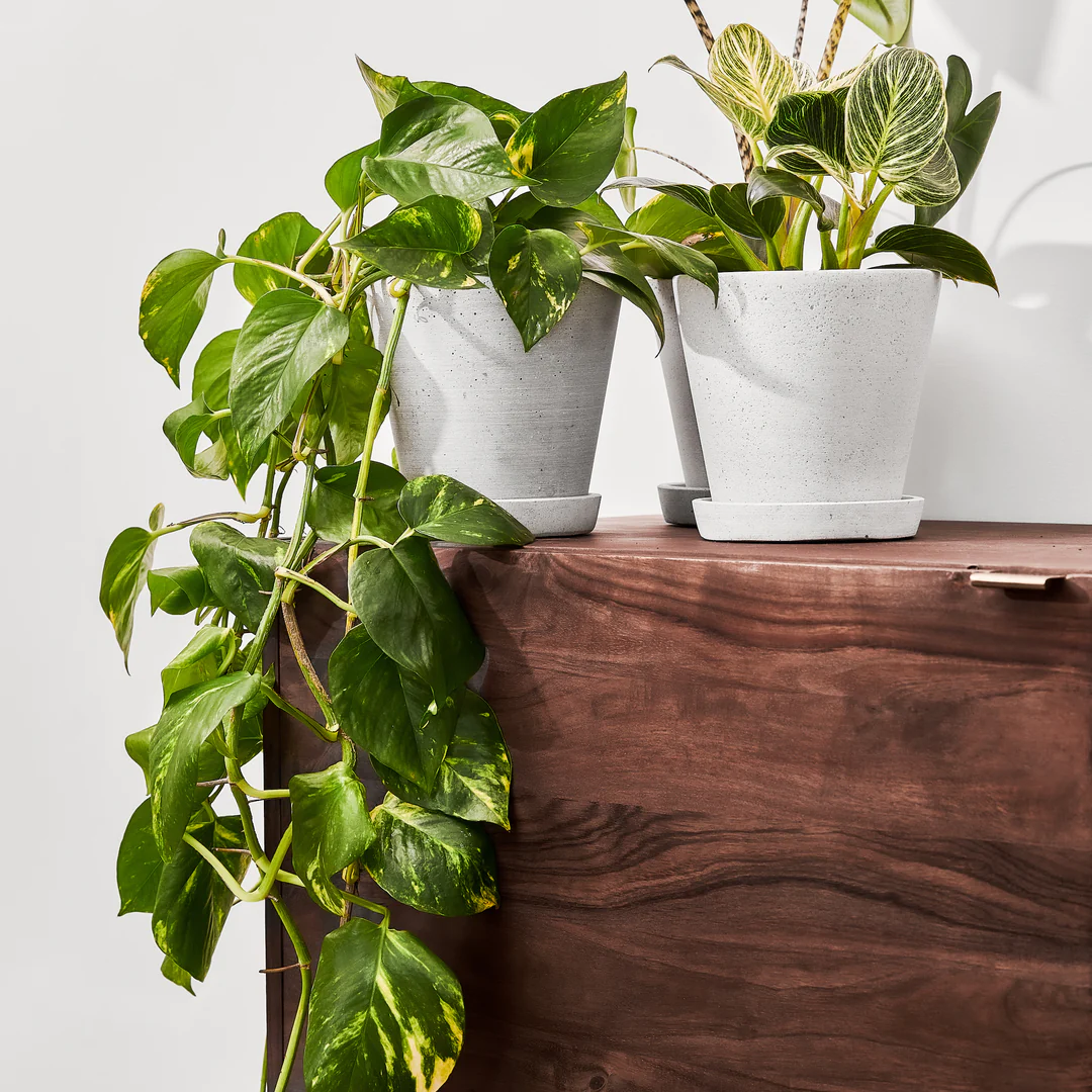 Golden Pothos